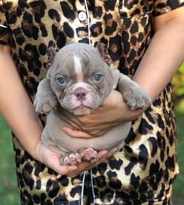 American Bulldog Puppy AB01 - Female