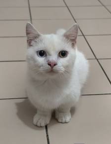 munchkin odd eye