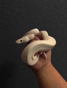 Bel ular snake