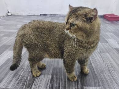 Open Mating - BSH GOLDEN (Pure Breed BSH)