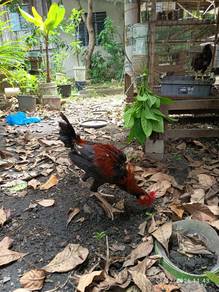 LETGO Ayam Kampung Muda