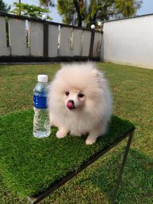 Pomeranian