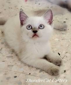 British Shorthair Kitten
