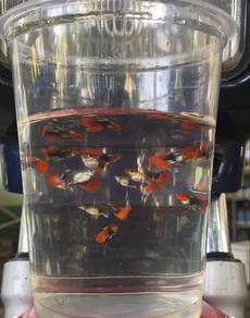 Guppy koi short body