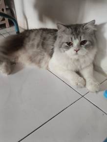 munchkin 2 tahun
