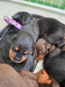 doberman