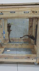 Sugar glider