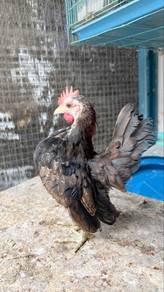 ayam serama muda