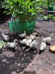 Itik Duck
