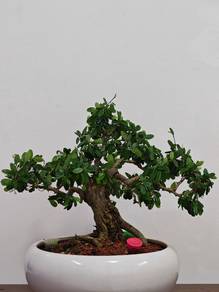 Bluebell Berbunga Pink