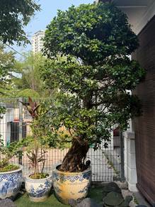 bonsai