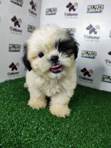 Shih Tzu tri color
