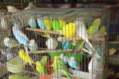 Budgie Colourful & Aktif – Ready New Owner! 🌟 