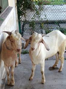 Kambing jantan 10 ekor 