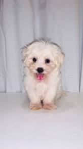 J0378 Maltipoo Beautiful Coat Puppy