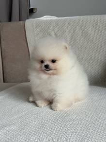 purebreed pomerian puppies available 