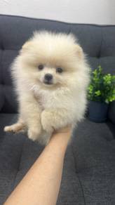 Pure Breed Cream White Pomeranian (F) 纯种米白色博美 女生