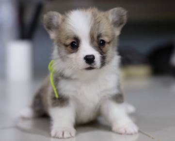 C118  CORGI PUPPIES 🌻fluffy Boy~Girl
