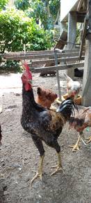 Ayam Baik