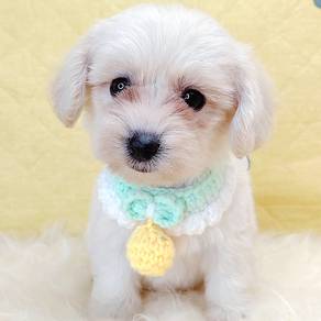 Maltipoo