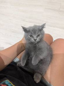 British BSH Kitten pure breed Grey 
