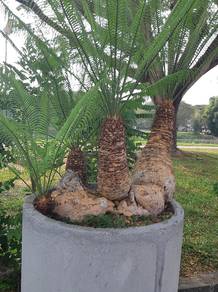 Pokok paku Aji Gunung Klasik dan Langka
