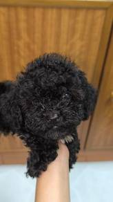 Black coffee male toy poodle