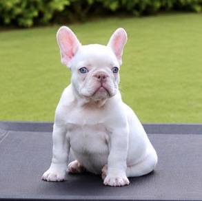 FRENCH BULLDOG PUPPIES S222🌻 Platinum Color