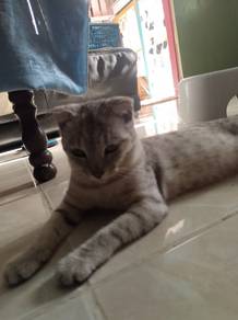 Bsh fold + Bengal 
