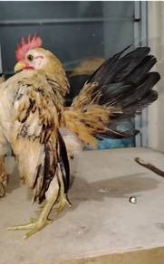 Ayam serama