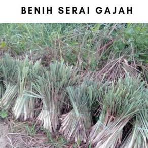 Benih Serai