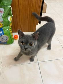 kucing british shorthair