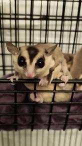 White Face sugar glider (male)