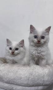 Persian kitten