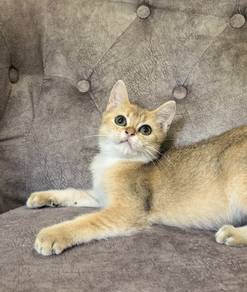 BSH Golden Kitten 