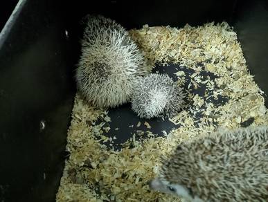 3 hedgehog 🦔