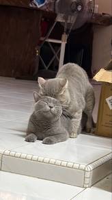 British short hair BSH