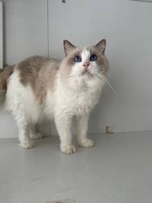 Imported Ragdoll male (cert)