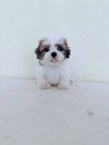 small shih tzu