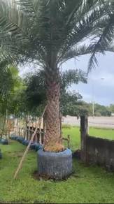 Pokok Kurma saiz 2 meter