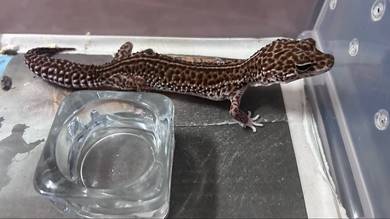 Gecko