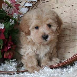 J4867 Jumpy Maltipoo tiny cute fluffy companian pu