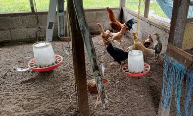 ayam kg