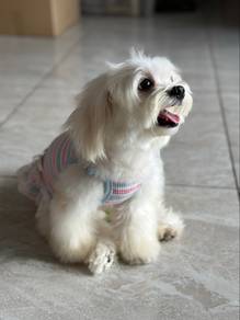 adopt maltese