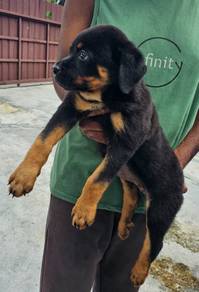 Rottweiler