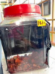 channa limbata