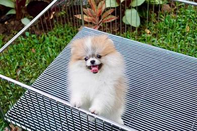pomeranian g