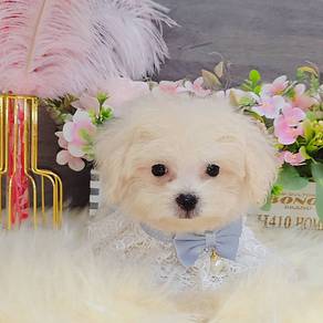 Bichon