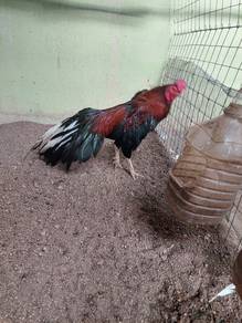 Ayam