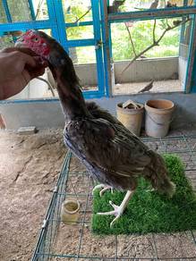 ayam ratu thk